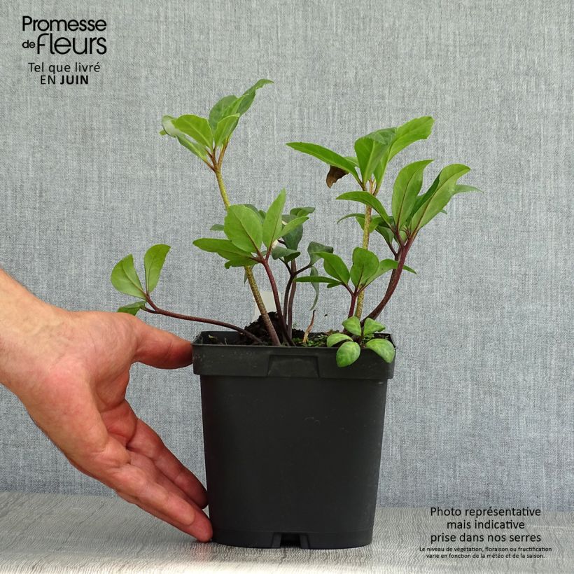 Amostra de Helleborus niger - Rosa de natal branca Vaso de 2 L/3 L tal como entregue no verão