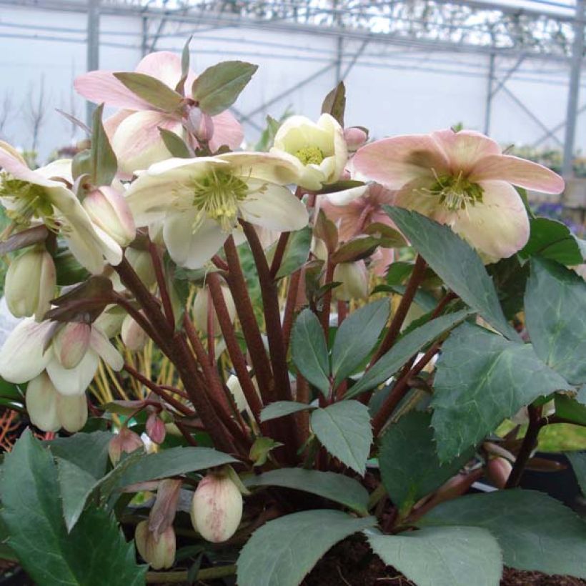Helleborus nigercors Candy Love (Hábito)