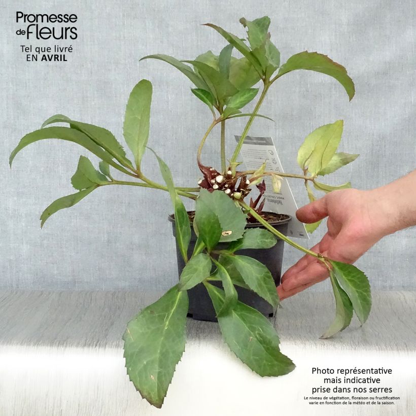 Amostra de Helleborus nigercors Candy Love Vaso de 2 L/3 L tal como entregue na primavera