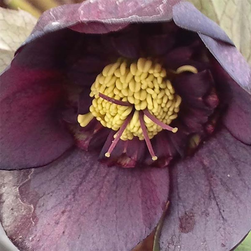 Helleborus orientalis Anemone Preta (Floração)