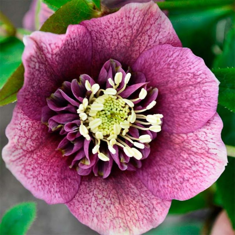 Helleborus orientalis Anemone Vermelha (Floração)