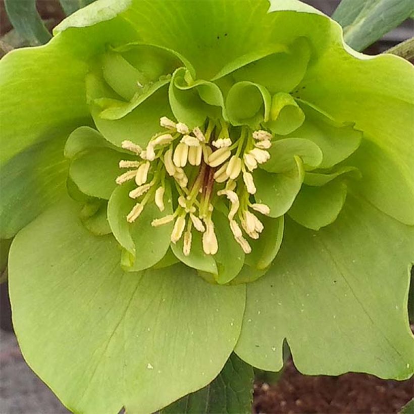 Helleborus orientalis Anemone Verde (Floração)