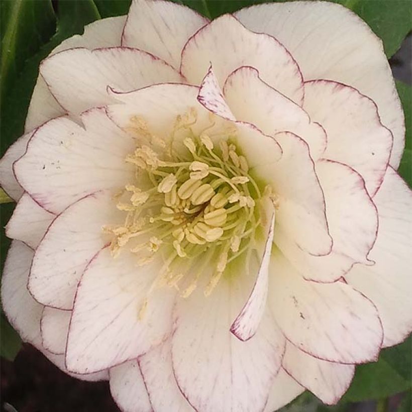 Helleborus orientalis Double White Red/Purple Edge (Floração)