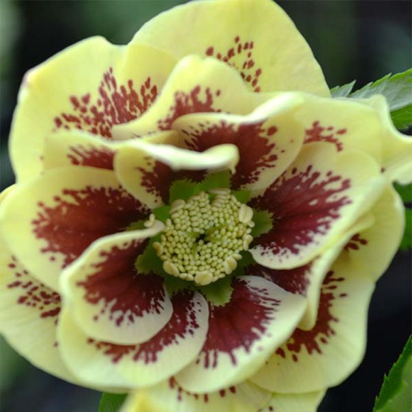 Helleborus orientalis Double Yellow Spotted (Floração)