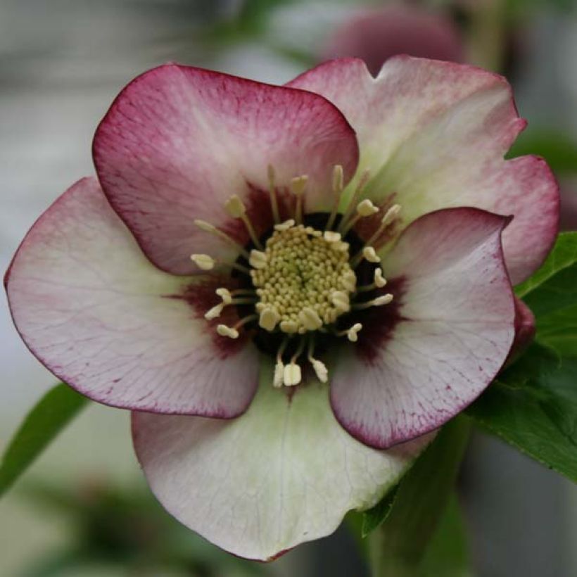 Helleborus orientalis Picotee - Rosa quaresmal (Floração)