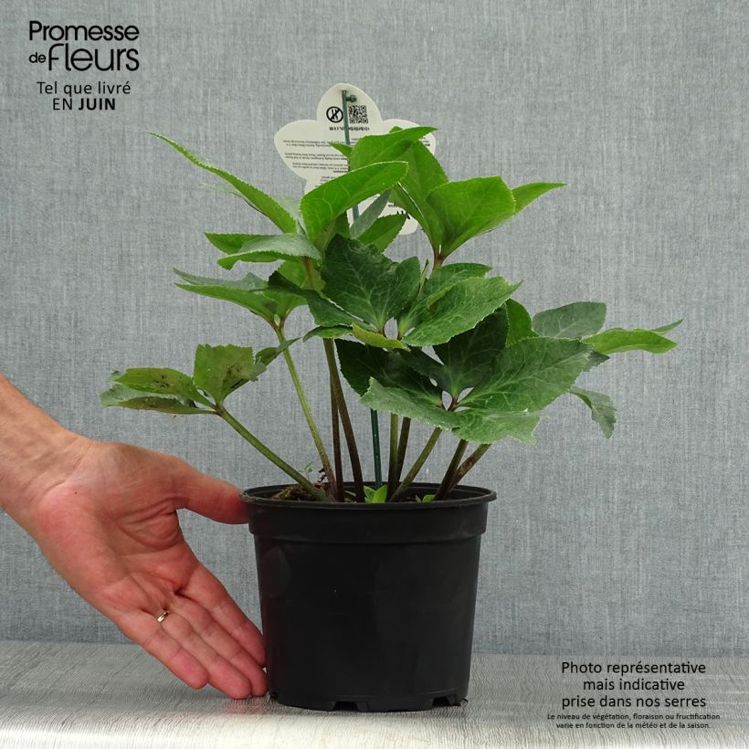 Amostra de Helleborus glandorfensis ViV Bianca Vaso de 2 L/3 L tal como entregue no verão