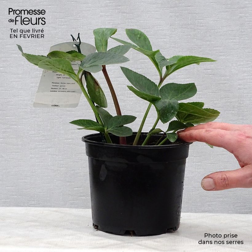 Amostra de Hellébore orientale Abricot Vaso de 2 L/3 L tal como entregue no inverno