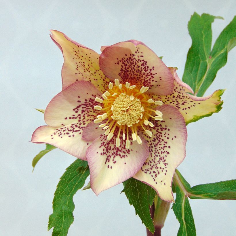 Helleborus orientalis Apricot guttatus (Floração)