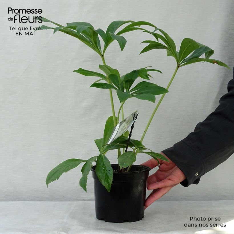 Amostra de Helleborus orientalis Apricot guttatus Vaso de 2 L/3 L tal como entregue na primavera