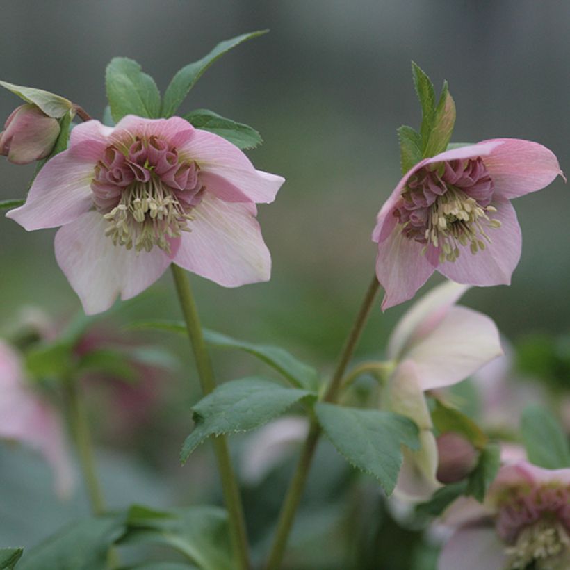 Helleborus orientalis Anemone Rosa (Floração)