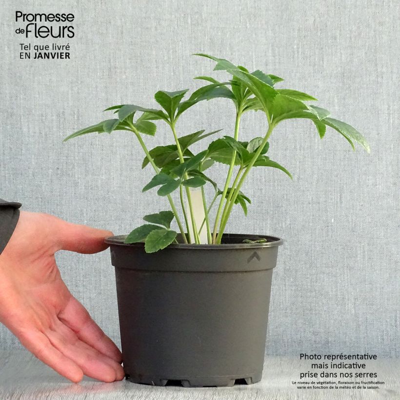 Amostra de Hellébore orientale Anémone Abricot Vaso de 2 L/3 L tal como entregue no inverno