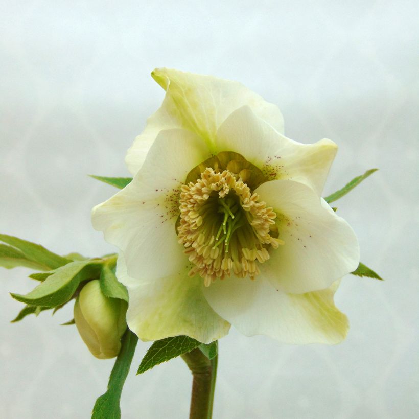 Helleborus orientalis Anemone White Spotted (Floração)