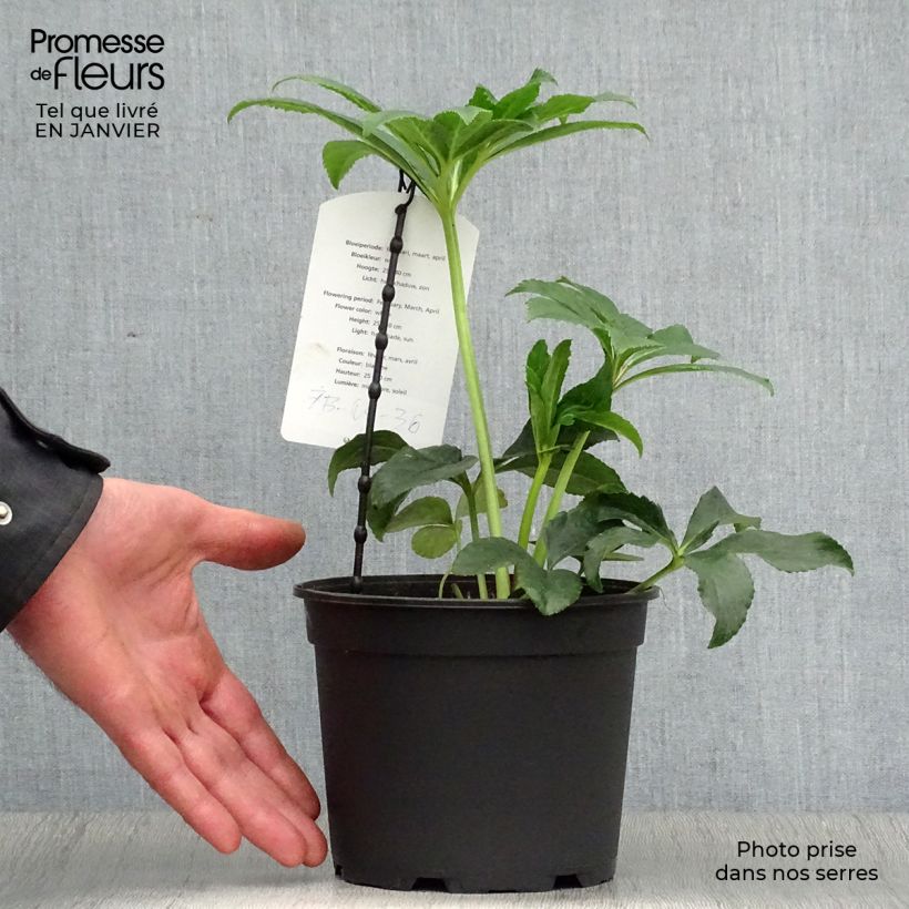Amostra de Helleborus orientalis Anemone White Spotted Vaso de 2 L/3 L tal como entregue no inverno