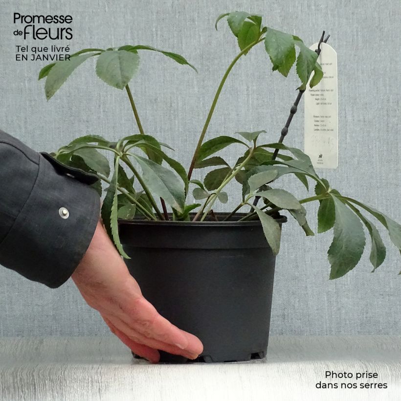 Amostra de Helleborus orientalis Anemone Branca Vaso de 2 L/3 L tal como entregue no inverno