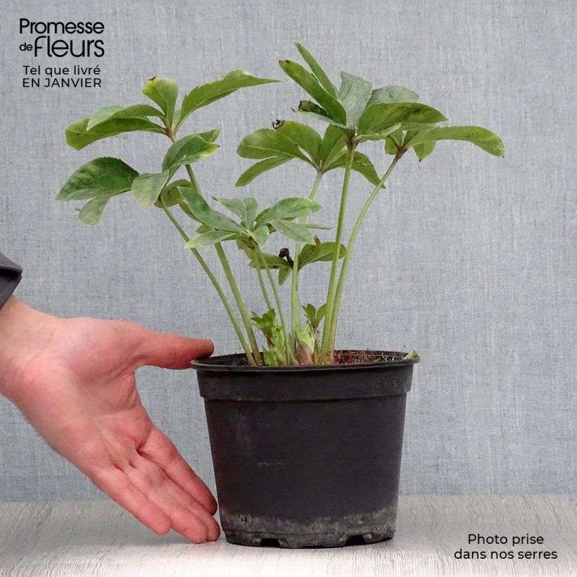 Amostra de Hellébore orientale Anémone Jaune Vaso de 2 L/3 L tal como entregue no inverno