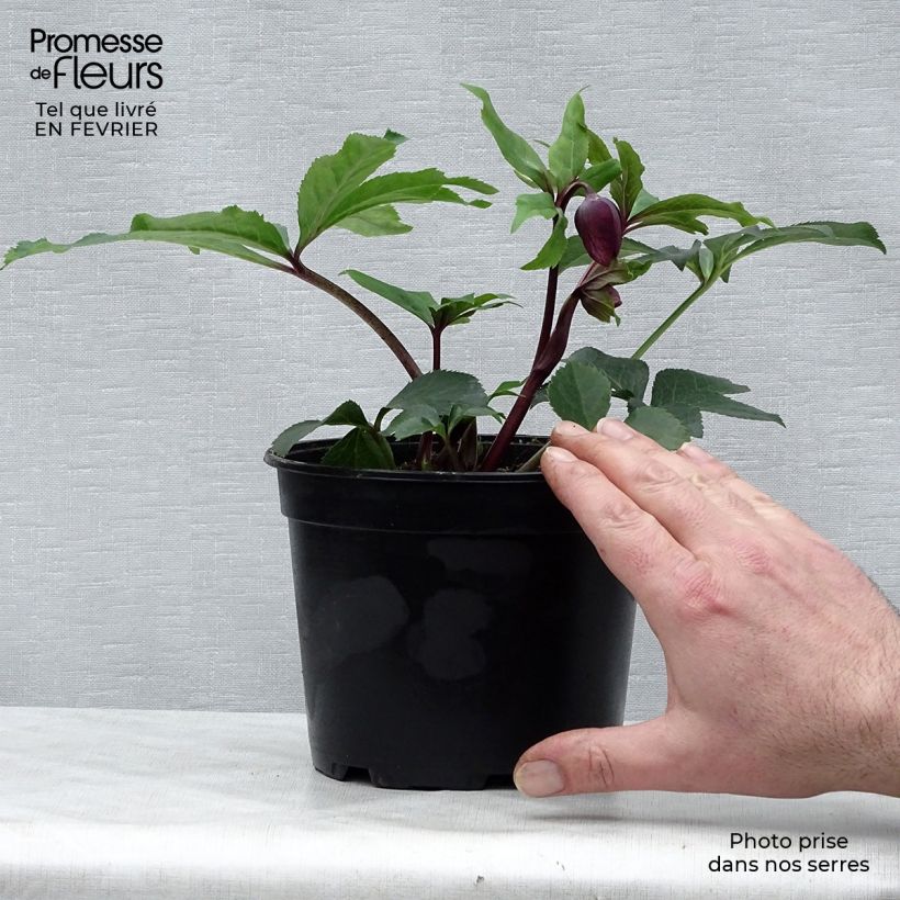 Amostra de Hellébore orientale Anémone Noire Vaso de 2 L/3 L tal como entregue no inverno