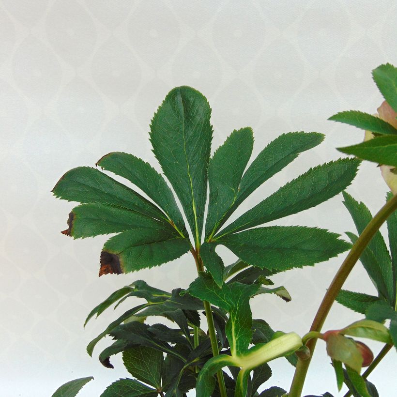 Helleborus orientalis Anemone Rosa (Folhagem)