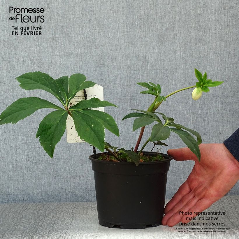 Amostra de Hellébore orientale Anémone Rose Vaso de 2 L/3 L tal como entregue no inverno