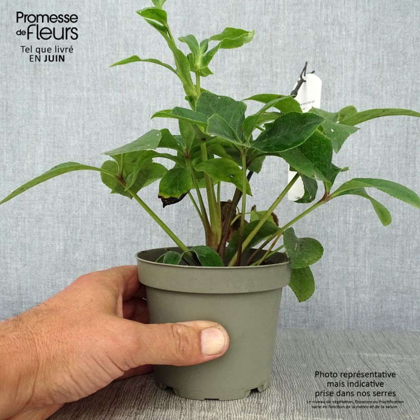 Amostra de Helleborus orientalis Anemone Vermelha Vaso de 12 cm/13 cm tal como entregue no verão