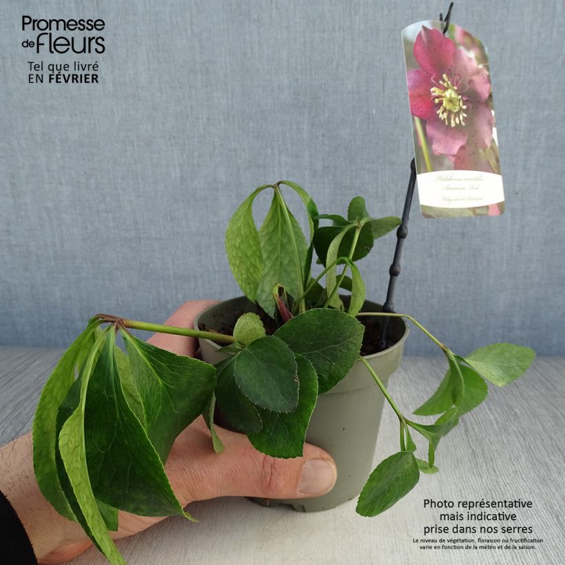 Amostra de Hellébore orientale Anémone Rouge Vaso de 12 cm/13 cm tal como entregue no inverno