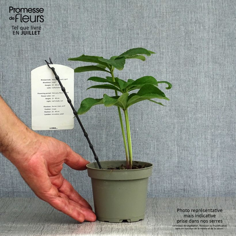 Amostra de Helleborus orientalis Anemone Vermelha Vaso de 2 L/3 L tal como entregue no verão