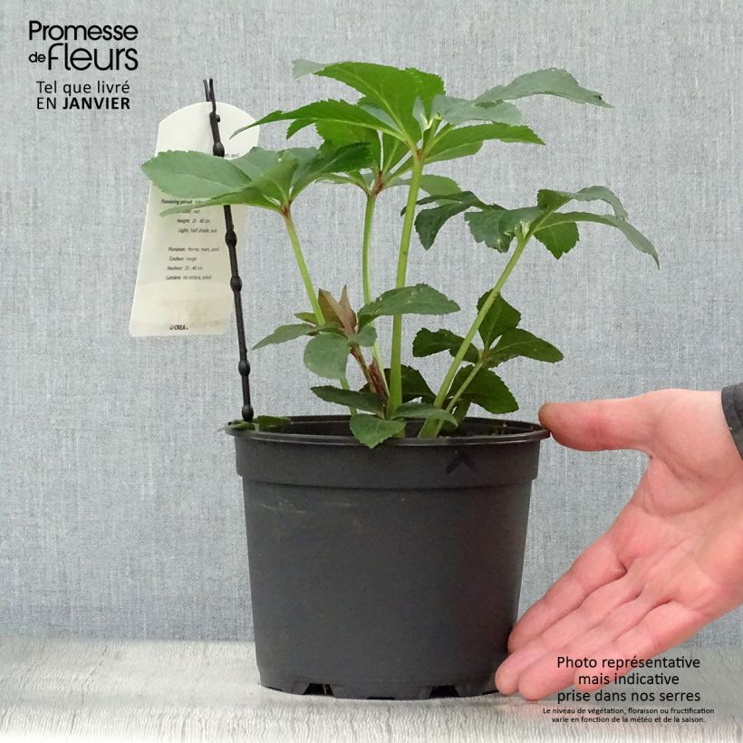 Amostra de Hellébore orientale Anémone Rouge Vaso de 2 L/3 L tal como entregue no inverno