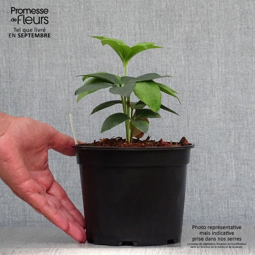 Amostra de Helleborus orientalis Anemone Verde Vaso de 2 L/3 L tal como entregue no outono