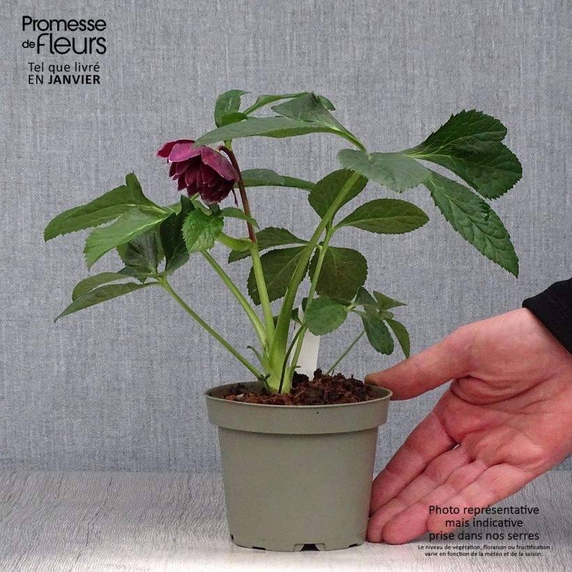 Amostra de Hellébore orientale Aubergine liseré Vaso de 12 cm/13 cm tal como entregue no inverno