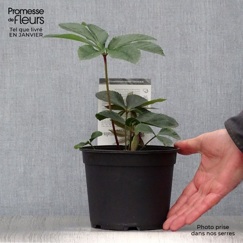 Amostra de Hellébore orientale Aubergine liseré Vaso de 2 L/3 L tal como entregue no inverno