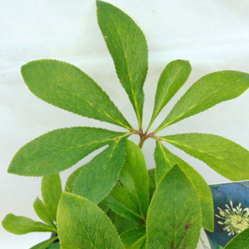 Helleborus orientalis Black Chocolate (Folhagem)