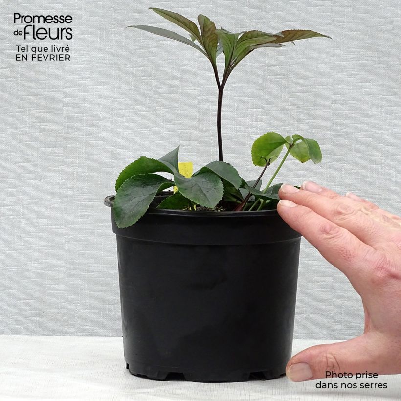 Amostra de Hellébore orientale Black Chocolate Pot de 2L/3L tal como entregue no inverno