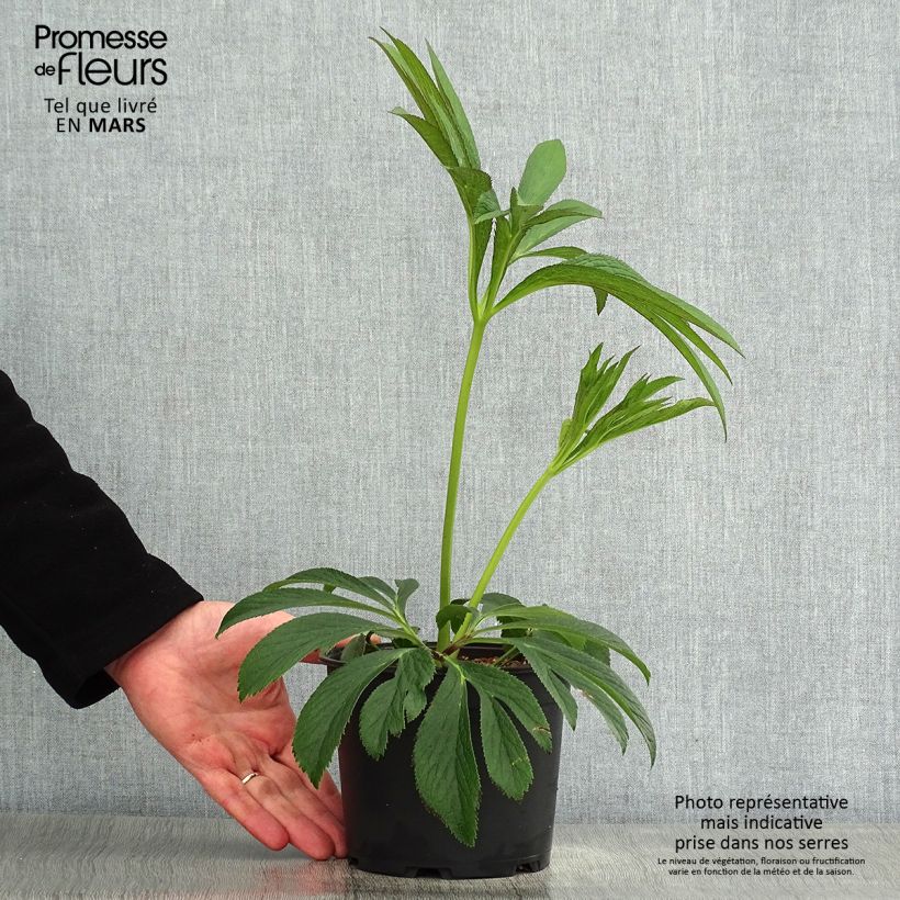 Amostra de Helleborus orientalis Black Chocolate Vaso de 2 L/3 L tal como entregue na primavera