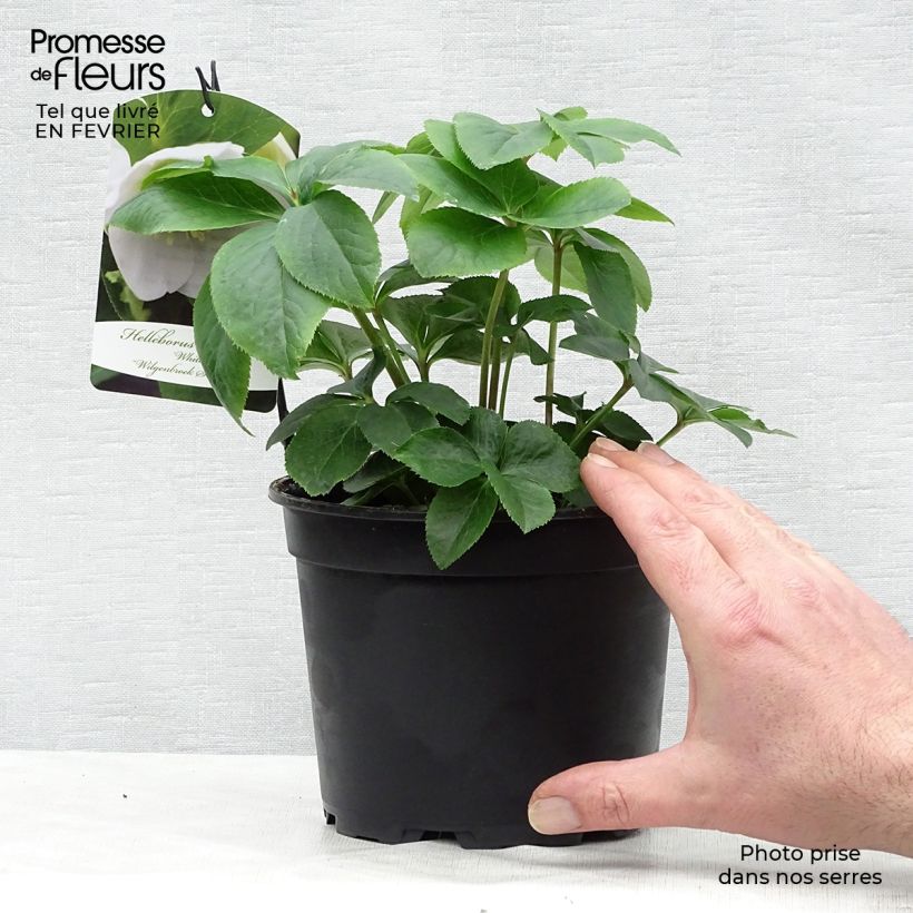 Amostra de Helleborus orientalis Branca Vaso de 2 L/3 L tal como entregue no inverno