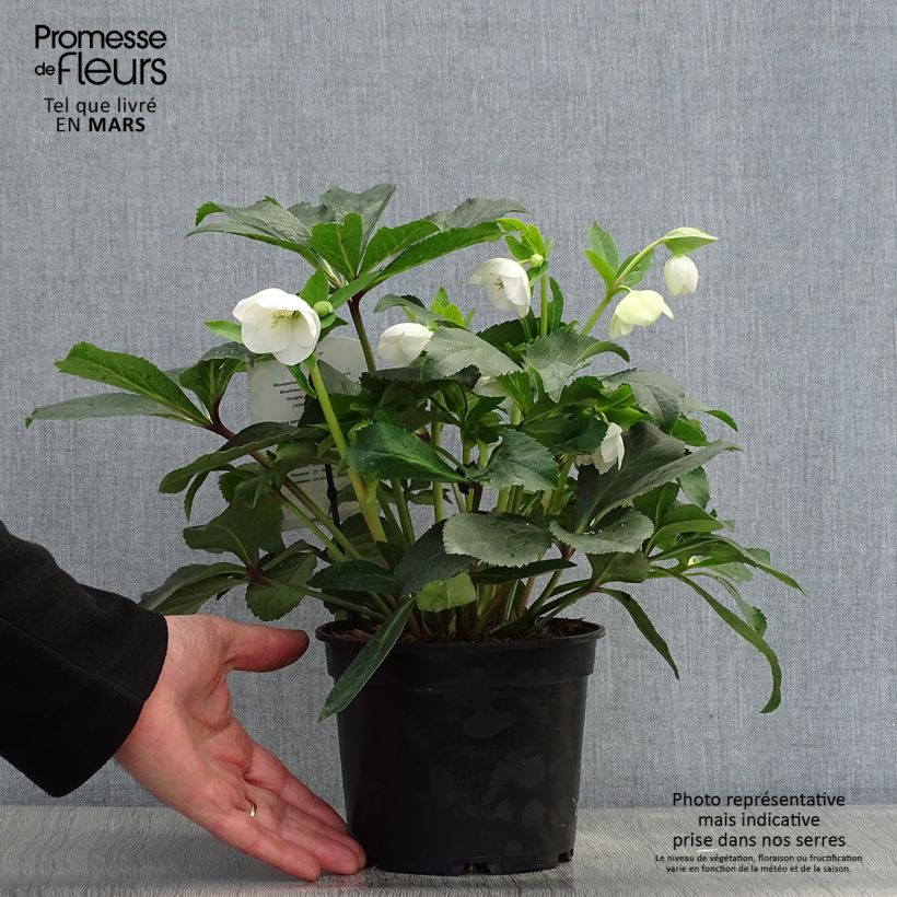 Amostra de Helleborus orientalis Branca Vaso de 2 L/3 L tal como entregue na primavera