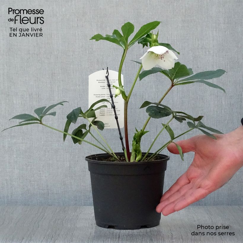 Amostra de Helleborus orientalis White Red Center Vaso de 2 L/3 L tal como entregue no inverno