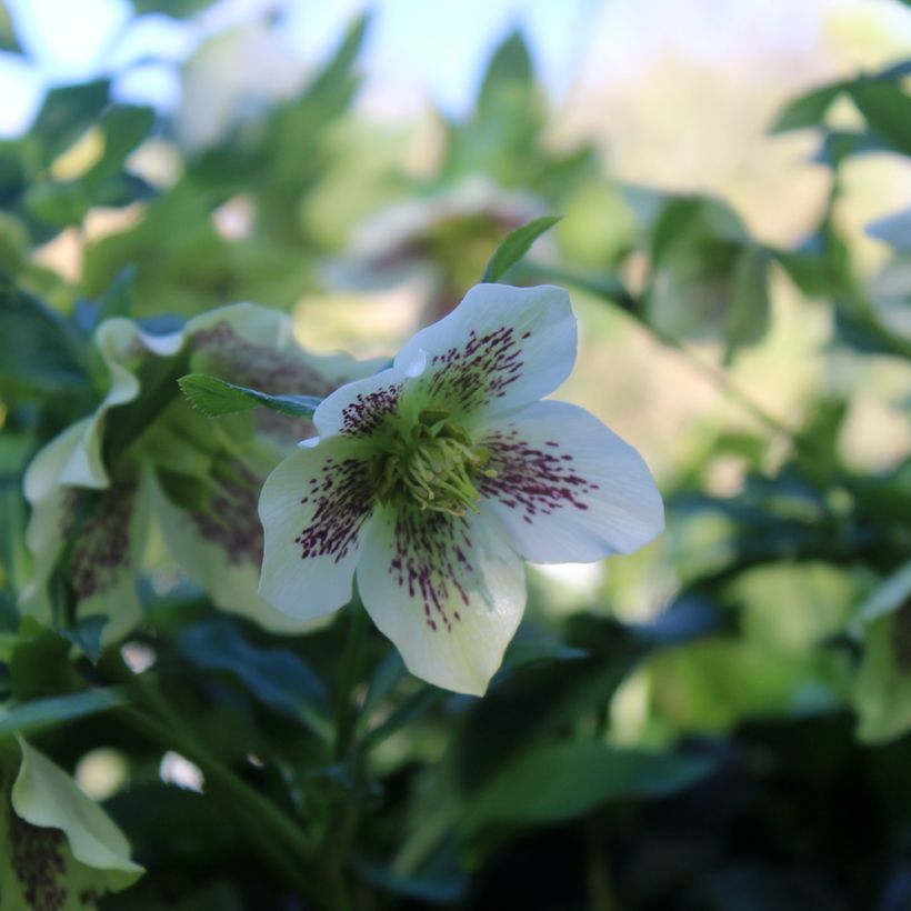 Helleborus orientalis Blanc guttatus (Floração)
