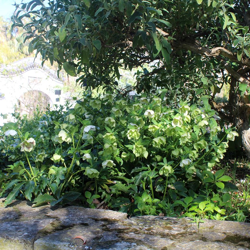 Helleborus orientalis Blanc guttatus (Hábito)