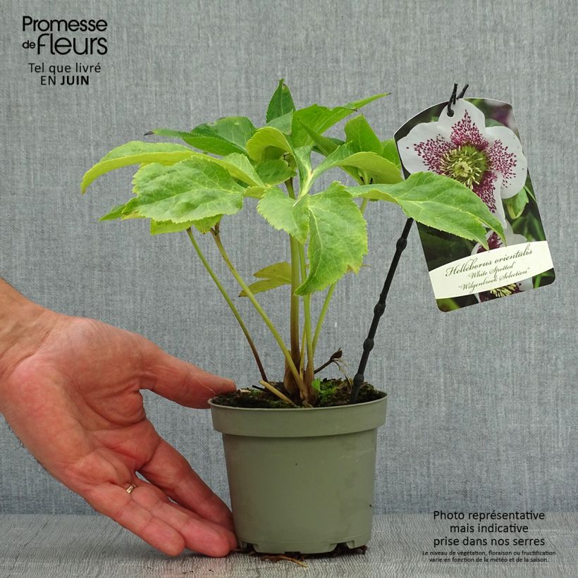 Amostra de Helleborus orientalis Blanc guttatus Vaso de 12 cm/13 cm tal como entregue no verão