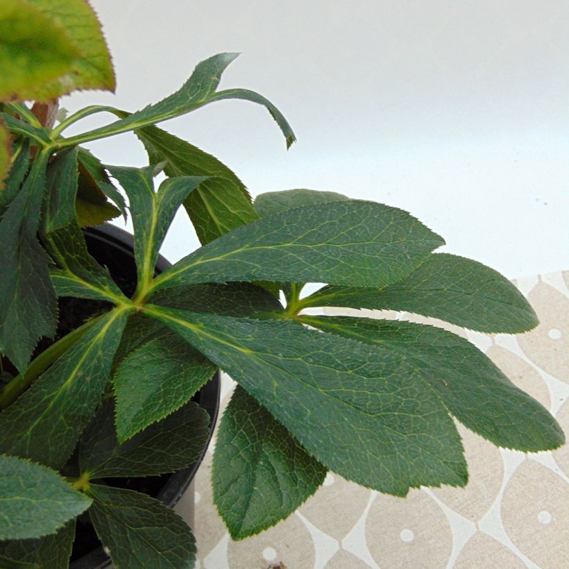 Helleborus orientalis Double Aubergine White Edge (Folhagem)