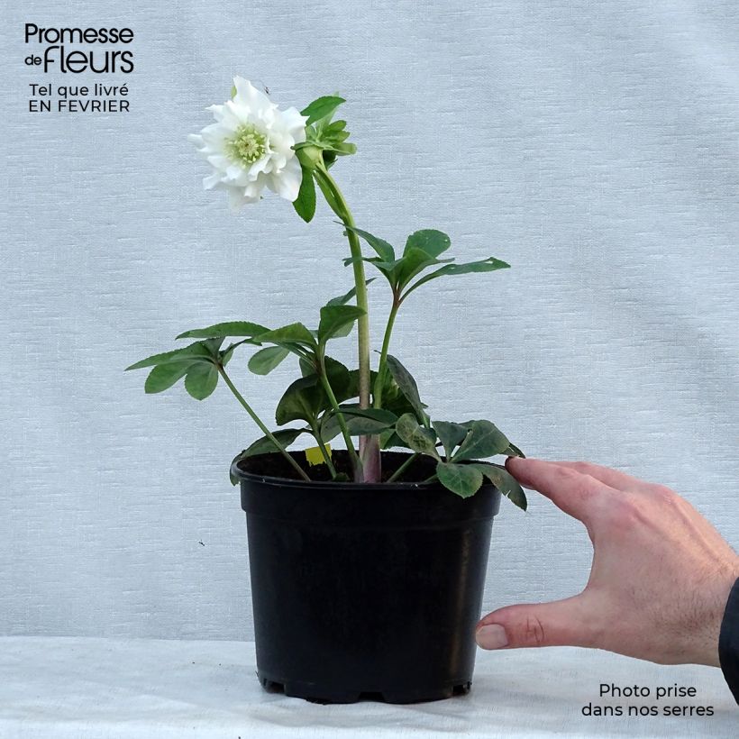 Amostra de Helleborus orientalis Double Branca Vaso de 2 L/3 L tal como entregue no inverno