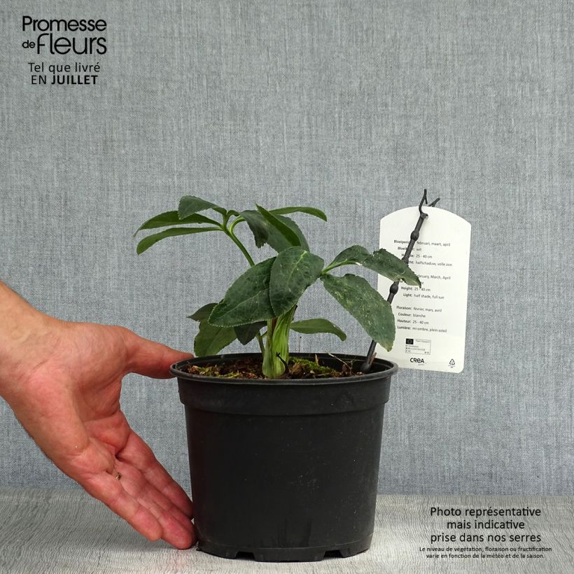 Amostra de Helleborus orientalis Double Branca Vaso de 2 L/3 L tal como entregue no verão