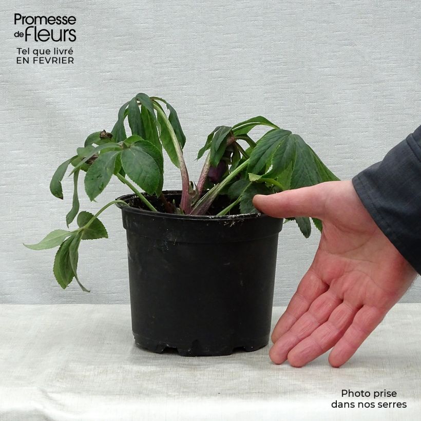 Amostra de Hellébore orientale Double Blanc guttatus Vaso de 2 L/3 L tal como entregue no inverno