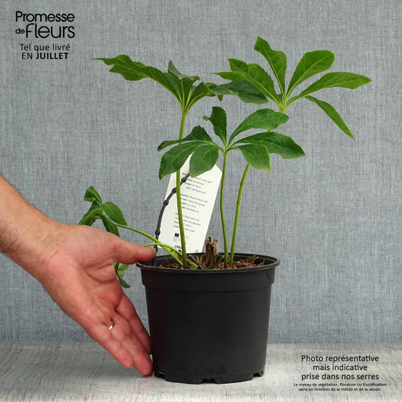 Amostra de Helleborus orientalis Double White Spotted Vaso de 2 L/3 L tal como entregue no verão