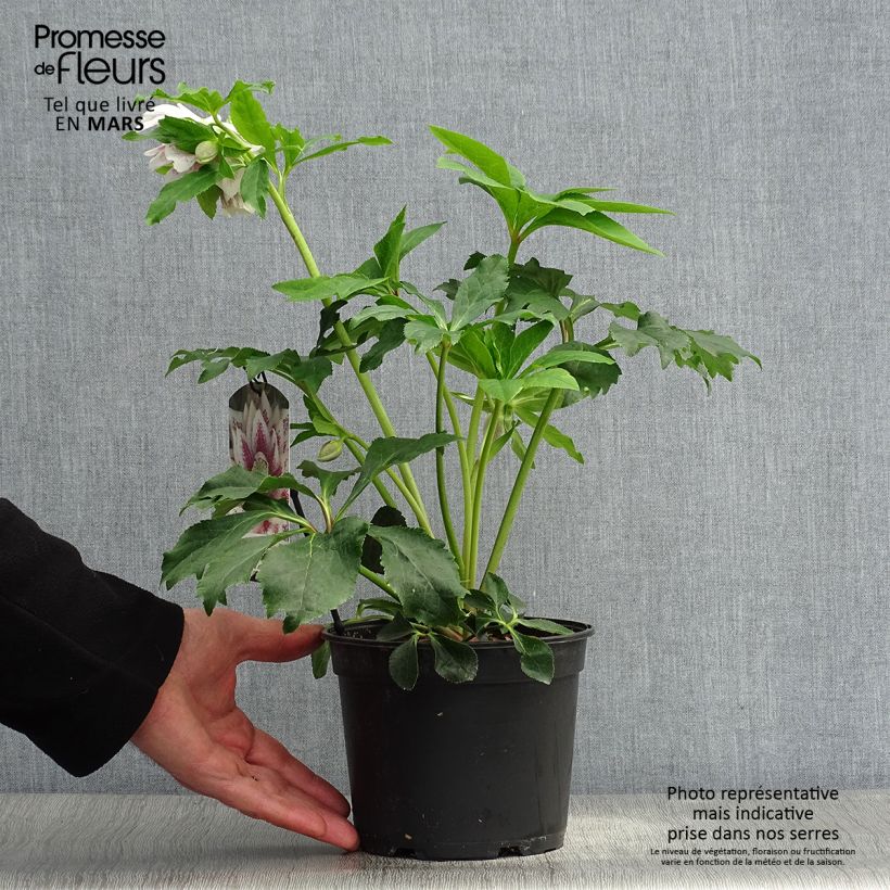 Amostra de Helleborus orientalis Double White Spotted Vaso de 2 L/3 L tal como entregue na primavera