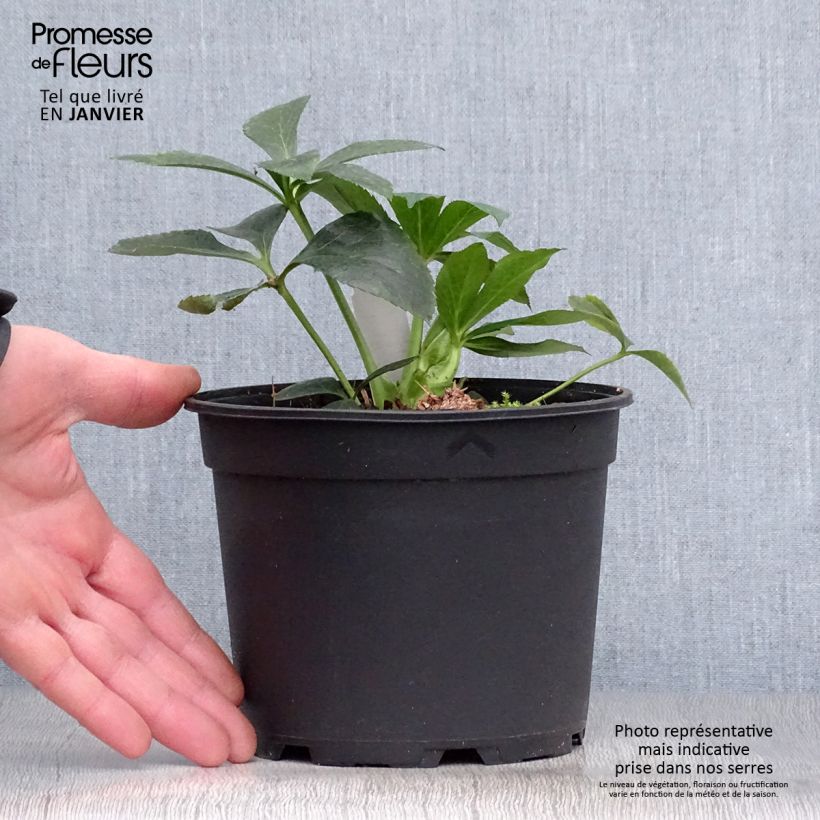 Amostra de Hellébore orientale Double Blanc liseré rouge Vaso de 2 L/3 L tal como entregue no inverno