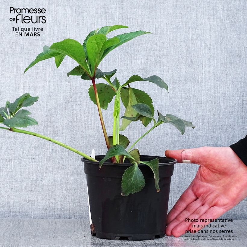 Amostra de Helleborus orientalis Double White Red/Purple Edge Vaso de 2 L/3 L tal como entregue na primavera