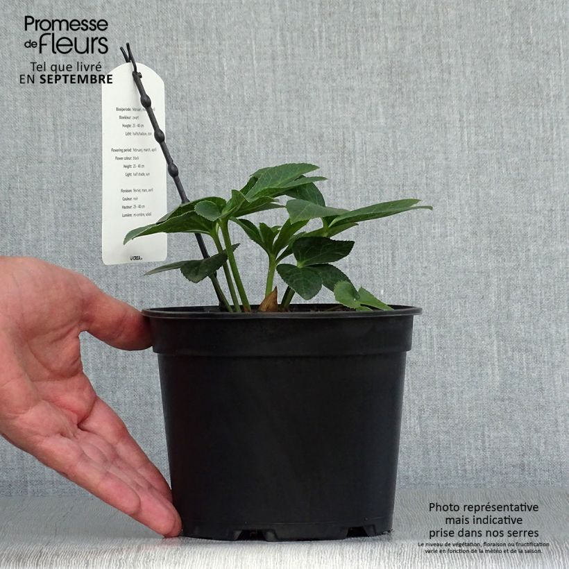 Amostra de Helleborus orientalis Double Preta Vaso de 2 L/3 L tal como entregue no outono