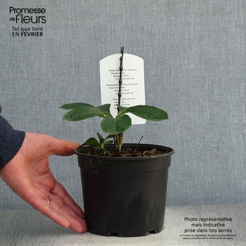 Amostra de Hellébore orientale Double Noire Vaso de 2 L/3 L tal como entregue no inverno