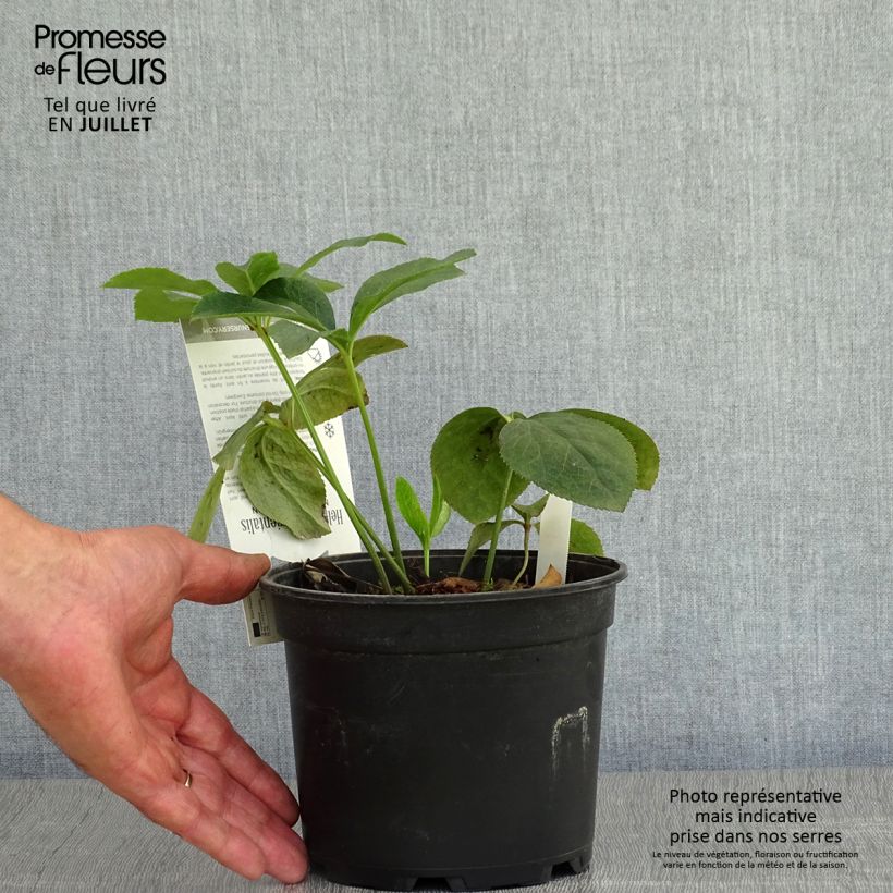 Amostra de Helleborus orientalis Double Picotee Vaso de 2 L/3 L tal como entregue no verão