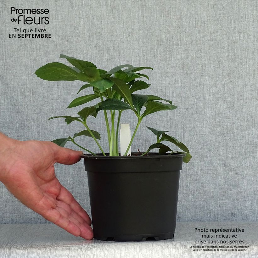 Amostra de Helleborus orientalis Double Rosa Vaso de 2 L/3 L tal como entregue no outono